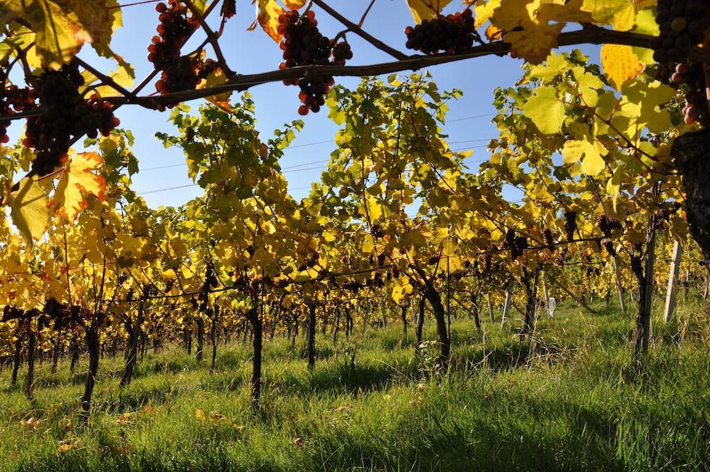 Weingut Koegl Bed & Breakfast Ratsch an der Weinstraße Exterior foto
